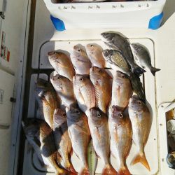 マリンガイド福丸 釣果