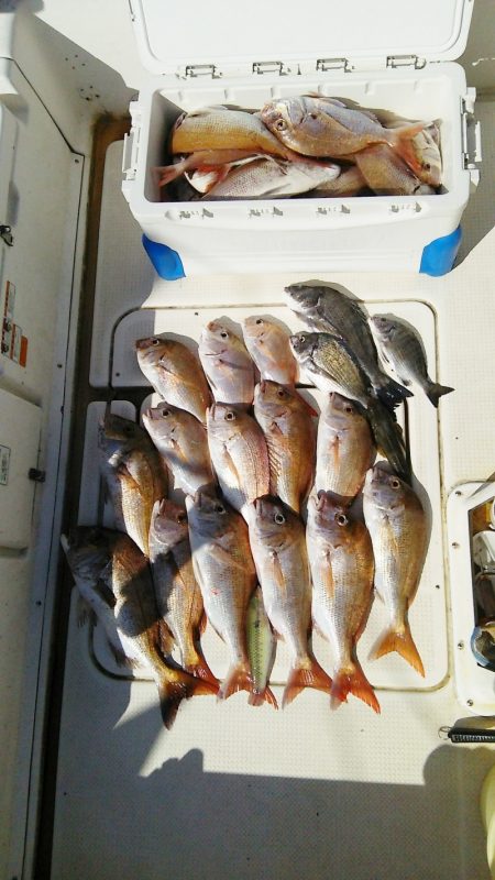 マリンガイド福丸 釣果