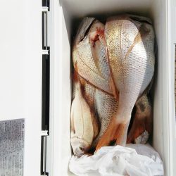 マリンガイド福丸 釣果
