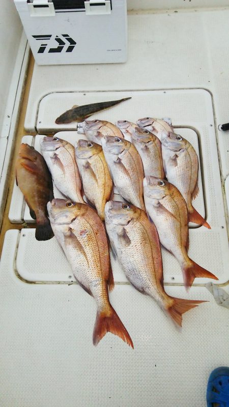 マリンガイド福丸 釣果