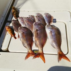 マリンガイド福丸 釣果