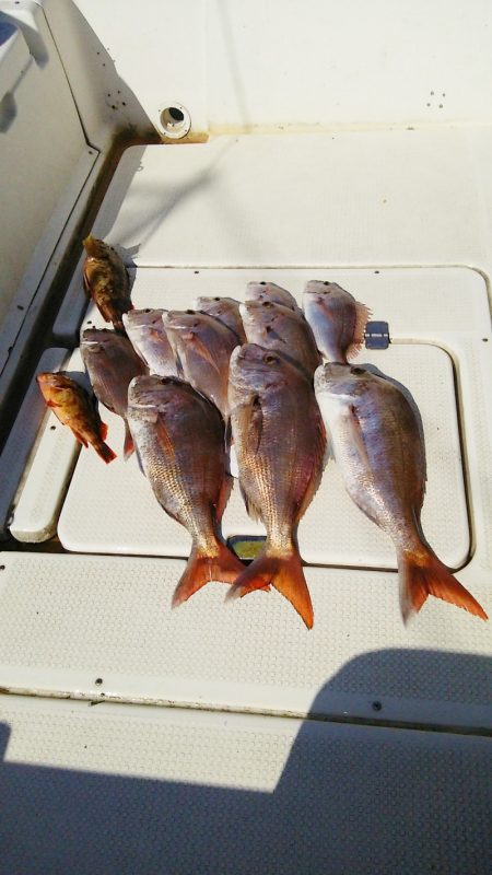 マリンガイド福丸 釣果