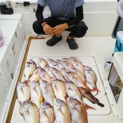 マリンガイド福丸 釣果