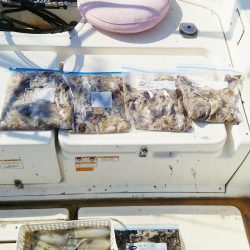 マリンガイド福丸 釣果