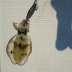 マリンガイド福丸 釣果