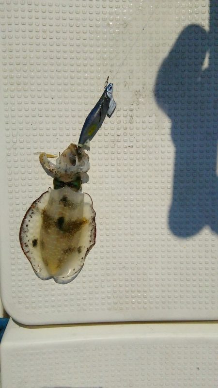 マリンガイド福丸 釣果