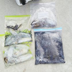 マリンガイド福丸 釣果