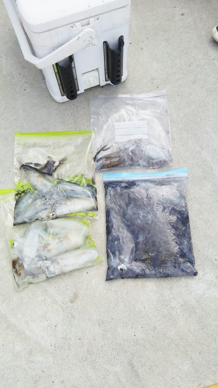 マリンガイド福丸 釣果