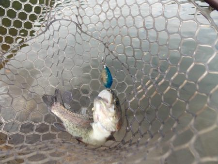 平谷湖フィッシングスポット 釣果