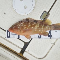 マリンガイド福丸 釣果