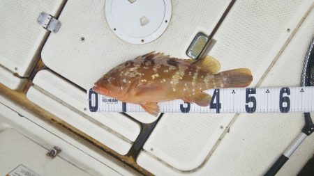 マリンガイド福丸 釣果