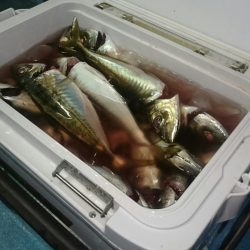 シースナイパー海龍 釣果