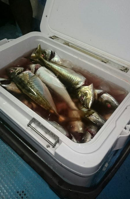 シースナイパー海龍 釣果