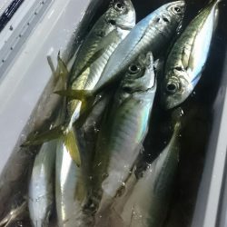 シースナイパー海龍 釣果
