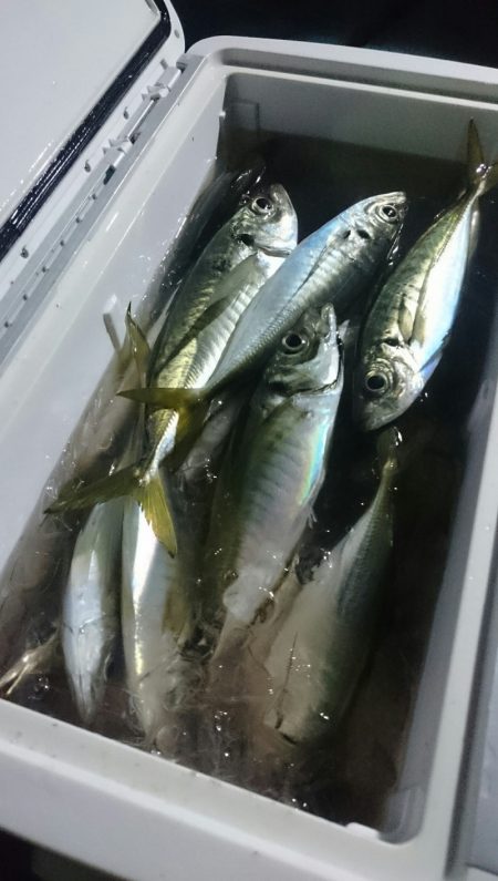 シースナイパー海龍 釣果