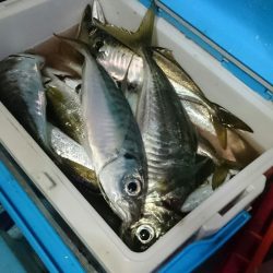 シースナイパー海龍 釣果