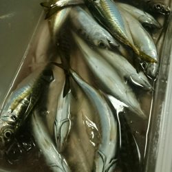 シースナイパー海龍 釣果