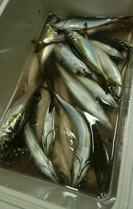 シースナイパー海龍 釣果
