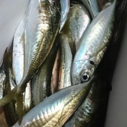 シースナイパー海龍 釣果
