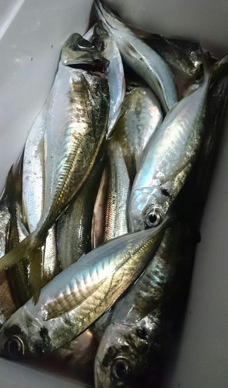 シースナイパー海龍 釣果