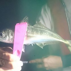 シースナイパー海龍 釣果