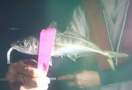 シースナイパー海龍 釣果