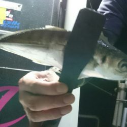 シースナイパー海龍 釣果