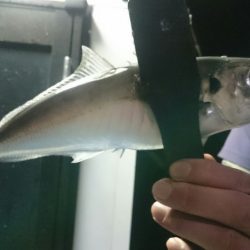 シースナイパー海龍 釣果