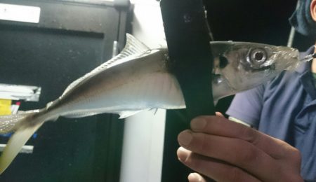 シースナイパー海龍 釣果