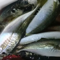 シースナイパー海龍 釣果