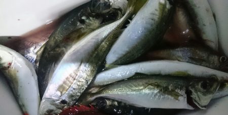 シースナイパー海龍 釣果