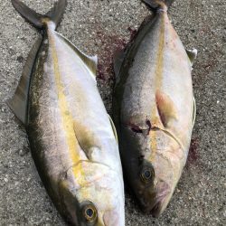 愛媛県南部 ショアジギング釣行レポート【ピッコロ氏連載 vol.2】