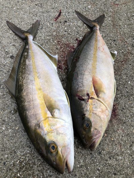 愛媛県南部 ショアジギング釣行レポート【ピッコロ氏連載 vol.2】