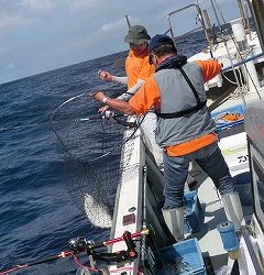 第二清洋丸 釣果