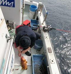 第二清洋丸 釣果