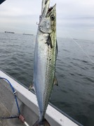 NAGASHIMA MARU(永島丸) 釣果