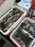 NAGASHIMA MARU(永島丸) 釣果