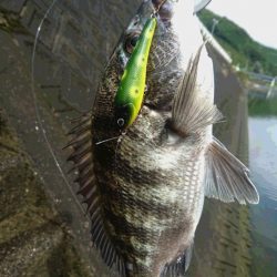 長崎県 チヌの食い気が一気に落ちて9月は苦戦の月でした【さとし氏連載 vol.3】