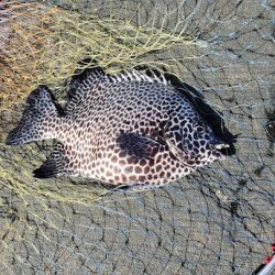 東京離島釣り旅レポート〜伊豆大島一泊三日大満足の旅【すな氏連載 vol.4】