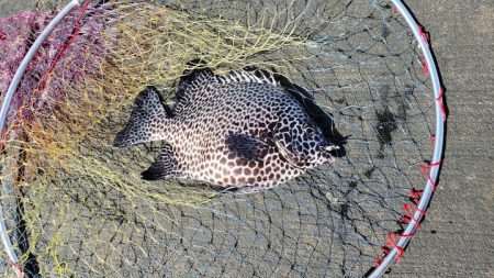 東京離島釣り旅レポート〜伊豆大島一泊三日大満足の旅【すな氏連載 vol.4】