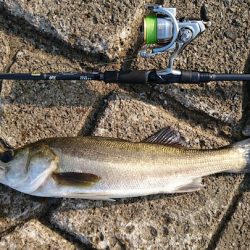 千葉県 習志野デイシーバスゲーム&おすすめルアー【たむたむ氏連載 vol.3】