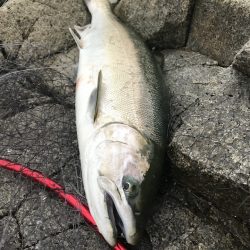 北三陸 海サクラ釣行記～サマーラン海サクラ～（後編）【たっつん氏連載 vol.3】