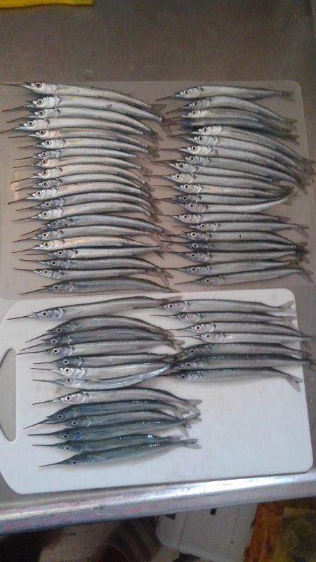 岡山 手軽に誰でも簡単に☆釣りガールとサヨリ釣り【サンダーバース氏連載 vol.3】