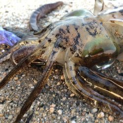 佐賀県 8月エギング釣行記　【ゆう10氏連載 vol.2】