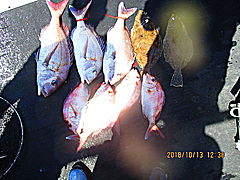 遊漁船 未紗奈 釣果