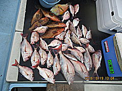 遊漁船 未紗奈 釣果