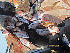 遊漁船 未紗奈 釣果