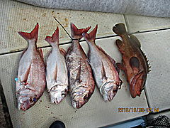 遊漁船 未紗奈 釣果