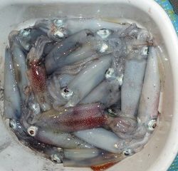 松福丸 釣果