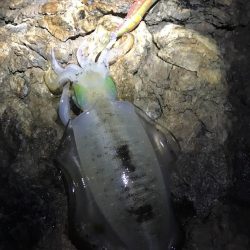 北東爆風の中で秋イカエギング